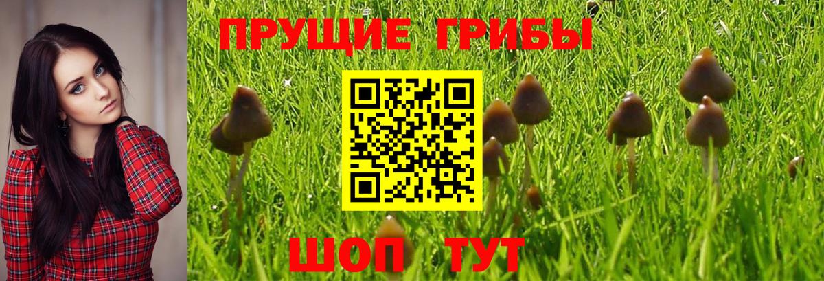 Псилоцибиновые грибы мицелий  Вход с VPN  Улан-Удэ 